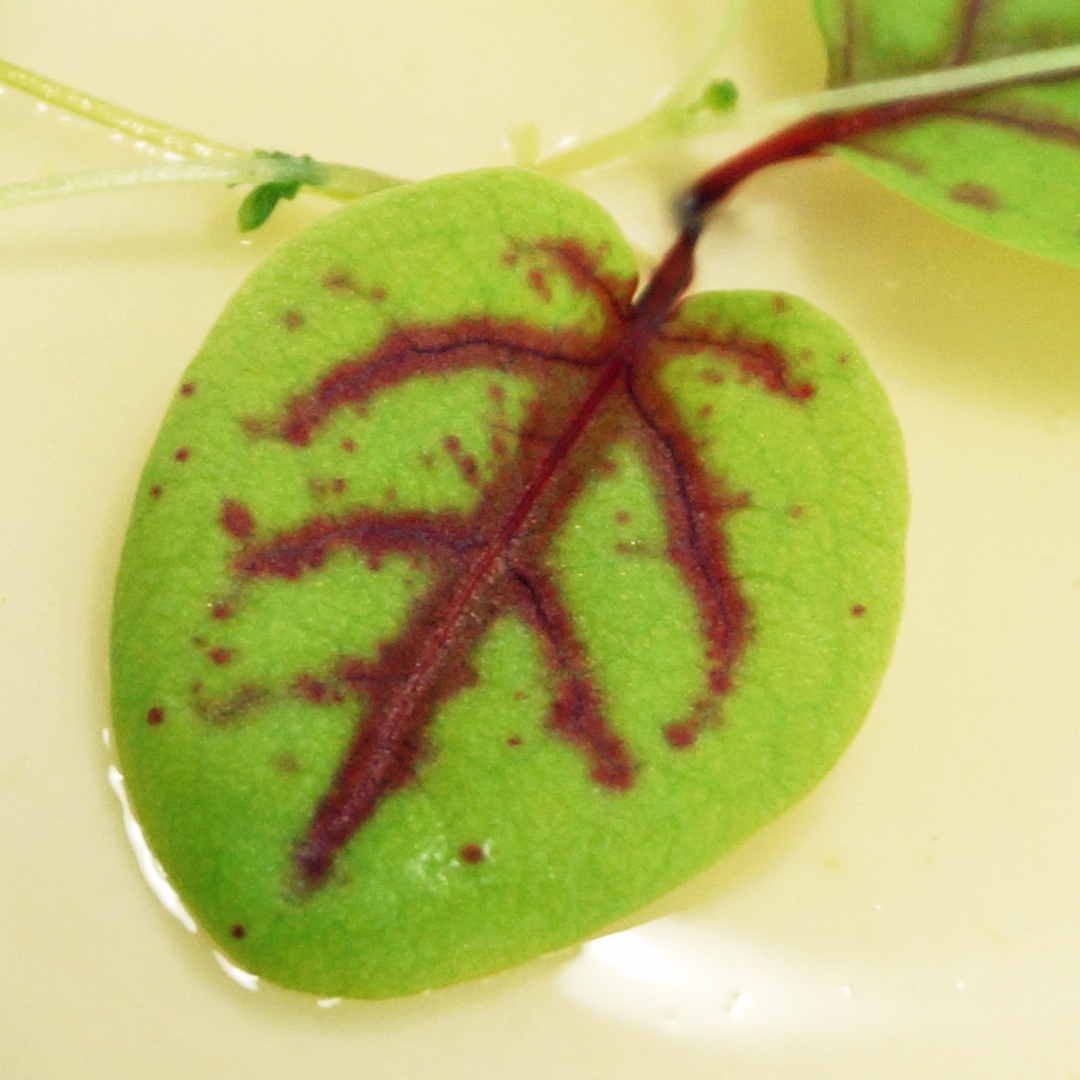 Tarte Earl Grey Arnaud Lacroix