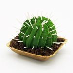 Cactus par Wonderland Pâtisserie